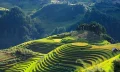 Rice_terrace_Vietnam_2846777_675