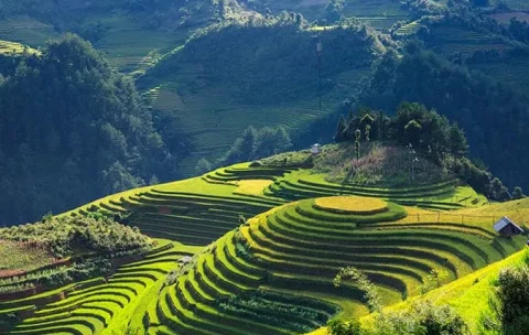 Rice_terrace_Vietnam_2846777_675